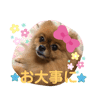 ポメラニアン姫ちゃん⑪（個別スタンプ：22）