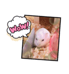 しろみの日常（個別スタンプ：4）