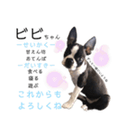 bibiすたんぷ（個別スタンプ：40）