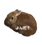 ココにゃんさんとモカもっさん（個別スタンプ：6）