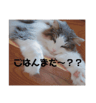 シエルくんスタンプ 其の1（個別スタンプ：4）