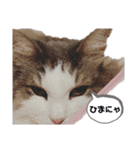 シエルくんスタンプ 其の1（個別スタンプ：17）