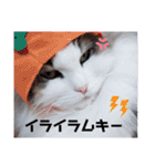 シエルくんスタンプ 其の1（個別スタンプ：23）