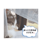 シエルくんスタンプ 其の1（個別スタンプ：33）