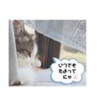 シエルくんスタンプ 其の1（個別スタンプ：34）