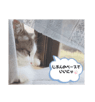 シエルくんスタンプ 其の1（個別スタンプ：35）