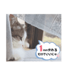 シエルくんスタンプ 其の1（個別スタンプ：36）
