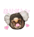 4☆コモンマーモセットのキーくんとお友達（個別スタンプ：2）