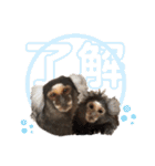 4☆コモンマーモセットのキーくんとお友達（個別スタンプ：14）
