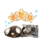 4☆コモンマーモセットのキーくんとお友達（個別スタンプ：28）