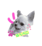 チワワのMerryさん（個別スタンプ：1）