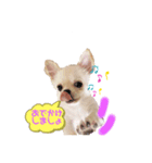 チワワのMerryさん（個別スタンプ：2）