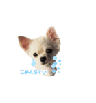 チワワのMerryさん（個別スタンプ：3）
