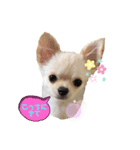 チワワのMerryさん（個別スタンプ：4）