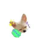 チワワのMerryさん（個別スタンプ：6）