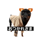デカピンaceの日常2（個別スタンプ：8）