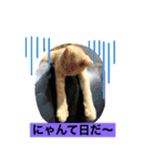 猫と小鳥のにゃんかイイ感じ（個別スタンプ：3）