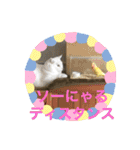 猫と小鳥のにゃんかイイ感じ（個別スタンプ：5）