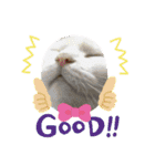猫と小鳥のにゃんかイイ感じ（個別スタンプ：24）