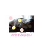 仲良しキャットファミリー23（個別スタンプ：4）