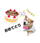 柴犬らんの日常⑤（個別スタンプ：1）
