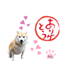 柴犬らんの日常⑤（個別スタンプ：2）