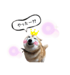 柴犬らんの日常⑤（個別スタンプ：3）