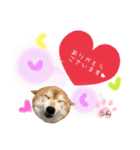 柴犬らんの日常⑤（個別スタンプ：4）