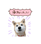 柴犬らんの日常⑤（個別スタンプ：5）