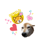 柴犬らんの日常⑤（個別スタンプ：6）