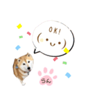柴犬らんの日常⑤（個別スタンプ：7）