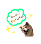 柴犬らんの日常⑤（個別スタンプ：8）