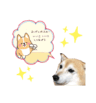 柴犬らんの日常⑤（個別スタンプ：10）
