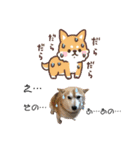 柴犬らんの日常⑤（個別スタンプ：12）