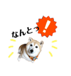 柴犬らんの日常⑤（個別スタンプ：13）