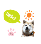 柴犬らんの日常⑤（個別スタンプ：14）