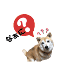 柴犬らんの日常⑤（個別スタンプ：15）