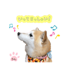 柴犬らんの日常⑤（個別スタンプ：16）