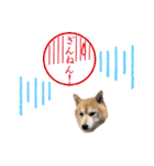 柴犬らんの日常⑤（個別スタンプ：18）