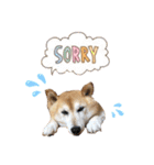 柴犬らんの日常⑤（個別スタンプ：19）