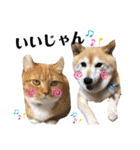 柴犬らんの日常⑤（個別スタンプ：20）