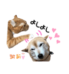 柴犬らんの日常⑤（個別スタンプ：21）