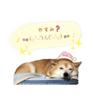 柴犬らんの日常⑤（個別スタンプ：23）