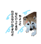 柴犬らんの日常⑤（個別スタンプ：24）