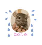 チンチラの獅子丸（個別スタンプ：4）