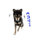 柴犬ゆずちゃん3（個別スタンプ：6）