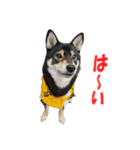 柴犬ゆずちゃん3（個別スタンプ：8）