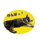 柴犬ゆずちゃん3（個別スタンプ：15）
