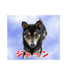柴犬ゆずちゃん3（個別スタンプ：17）