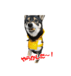 柴犬ゆずちゃん3（個別スタンプ：20）